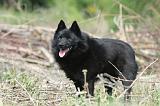 SCHIPPERKE 573